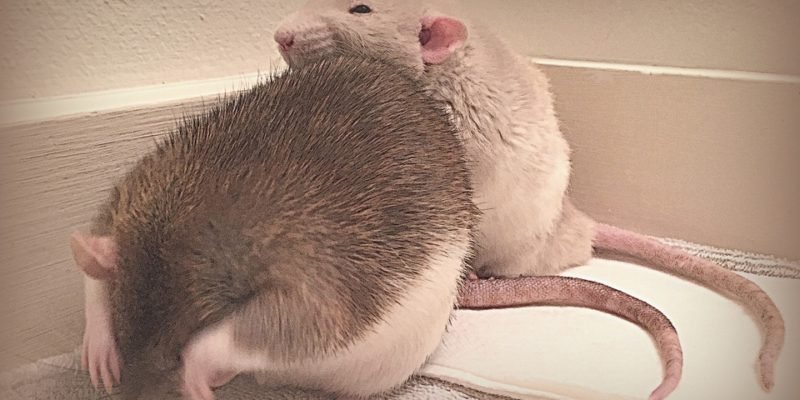 Funny Pet Rat Behavior & antics Show Their Adorable Mischief