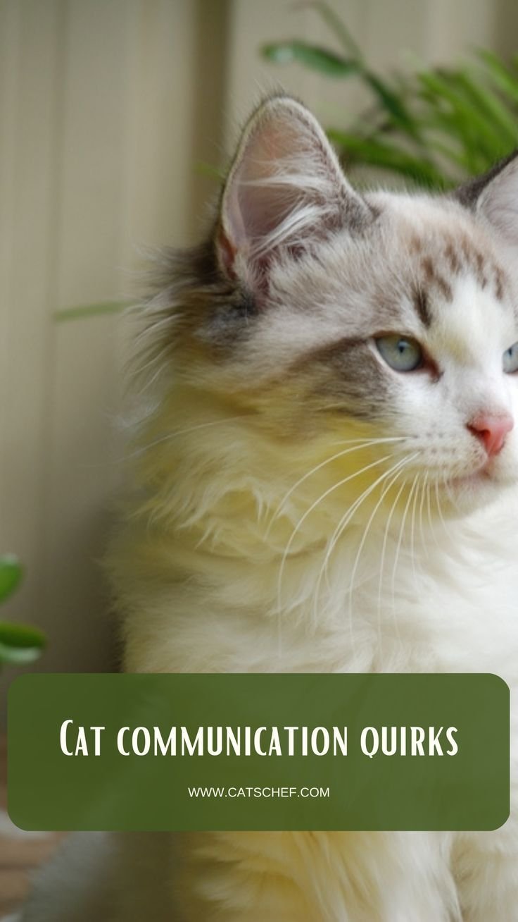 Understanding Funny Rat Communication and Their Quirky Signals